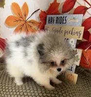 AKC Finn, a male Pomeranian for sale in Byron, GA – 6 of 7