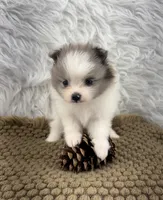 AKC Amelia, a female Pomeranian for sale in Byron, GA – 8 of 10
