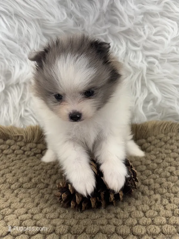 AKC Amelia – Pomeranian puppy for sale in Byron, GA