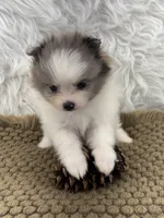 AKC Amelia, a female Pomeranian for sale in Byron, GA – 1 of 10