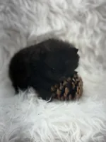 AKC Nikki, a female Pomeranian for sale in Byron, GA – 10 of 10