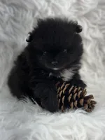 AKC River, a male Pomeranian for sale in Byron, GA – 7 of 9