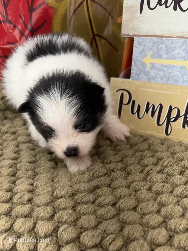 AKC Jaime – Pomeranian puppy for sale in Byron, GA
