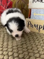 AKC Jamie, a male Pomeranian for sale in Byron, GA – 3 of 5
