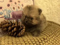AKC Gabe, a male Pomeranian for sale in Byron, GA – 4 of 9