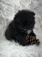 AKC River, a male Pomeranian for sale in Byron, GA – 9 of 9