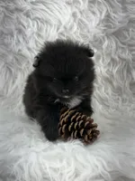 AKC River, a male Pomeranian for sale in Byron, GA – 6 of 9