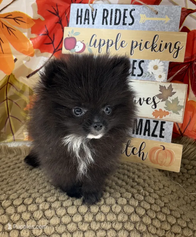 AKC Bella – Pomeranian puppy for sale in Byron, GA