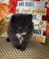 AKC Bella, a female Pomeranian for sale in Byron, GA – 1 of 8