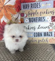 AKC June, a female Pomeranian for sale in Byron, GA – 7 of 10