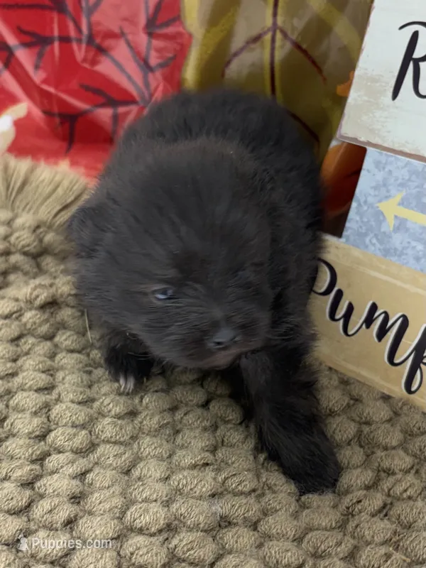 AKC Pink – Pomeranian puppy for sale in Byron, GA
