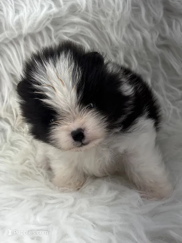 AKC Jackson – Pomeranian puppy for sale in Byron, GA