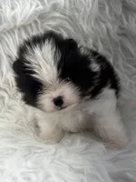 AKC Jackson, a male Pomeranian for sale in Byron, GA – 1 of 8