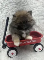 CKC Charlie, a male Pomeranian for sale in Byron, GA – 8 of 10
