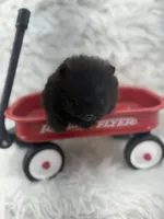 AKC Nikki, a female Pomeranian for sale in Byron, GA – 5 of 10