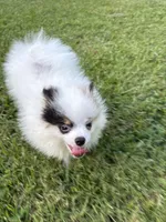 ALC Sinclair , a male Pomeranian for sale in Byron, GA – 10 of 10