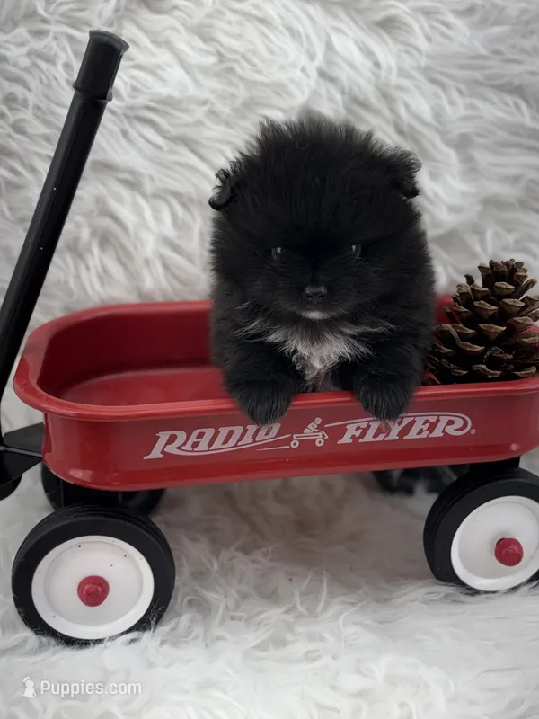 AKC River – Pomeranian puppy for sale in Byron, GA
