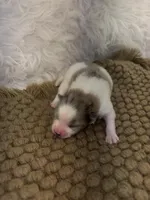 AKC Amelia, a female Pomeranian for sale in Byron, GA – Photo 4 of 6