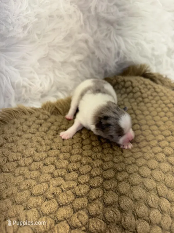 AKC Amelia – Pomeranian puppy for sale in Byron, GA