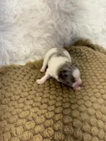 AKC Amelia, a female Pomeranian for sale in Byron, GA – Photo 1 of 6