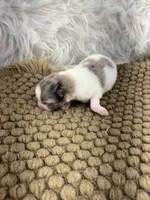 AKC Amelia, a female Pomeranian for sale in Byron, GA – Photo 2 of 6