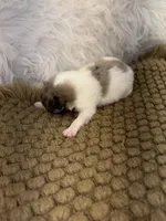 AKC Amelia, a female Pomeranian for sale in Byron, GA – Photo 3 of 6