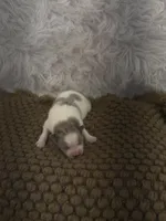 AKC Amelia, a female Pomeranian for sale in Byron, GA – Photo 6 of 6