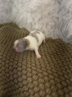 AKC Amelia, a female Pomeranian for sale in Byron, GA – Photo 5 of 6