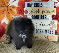 AKC Bella, a female Pomeranian for sale in Byron, GA – 2 of 8