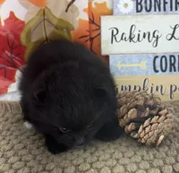AKC Cole, a male Pomeranian for sale in Byron, GA – 5 of 10