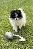 AKC Ella, a female Pomeranian for sale in Byron, GA – 8 of 10