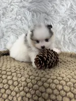 AKC Rain, a female Pomeranian for sale in Byron, GA – 7 of 10