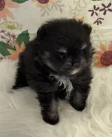 AKC Jules, a female Pomeranian for sale in Byron, GA – Photo 4 of 4