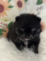 AKC Jules, a female Pomeranian for sale in Byron, GA – Photo 3 of 4