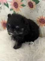 AKC Jules, a female Pomeranian for sale in Byron, GA – Photo 2 of 4