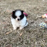 AKC Case, a male Pomeranian for sale in Byron, GA – Photo 4 of 10