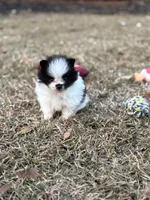AKC Case, a male Pomeranian for sale in Byron, GA – Photo 4 of 10