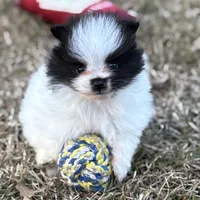AKC Case, a male Pomeranian for sale in Byron, GA – Photo 1 of 10