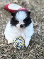 AKC Case, a male Pomeranian for sale in Byron, GA – Photo 1 of 10