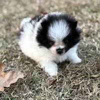 AKC Case, a male Pomeranian for sale in Byron, GA – Photo 7 of 10