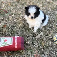 AKC Case, a male Pomeranian for sale in Byron, GA – Photo 5 of 10