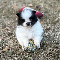 AKC Case, a male Pomeranian for sale in Byron, GA – Photo 2 of 10