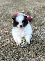 AKC Case, a male Pomeranian for sale in Byron, GA – Photo 2 of 10