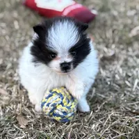 AKC Case, a male Pomeranian for sale in Byron, GA – Photo 8 of 10