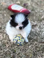 AKC Case, a male Pomeranian for sale in Byron, GA – Photo 8 of 10