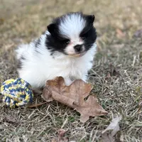 AKC Case, a male Pomeranian for sale in Byron, GA – Photo 10 of 10