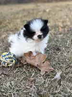 AKC Case, a male Pomeranian for sale in Byron, GA – Photo 10 of 10