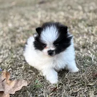 AKC Case, a male Pomeranian for sale in Byron, GA – Photo 9 of 10