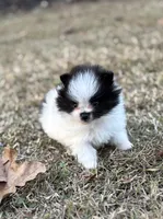 AKC Case, a male Pomeranian for sale in Byron, GA – Photo 9 of 10