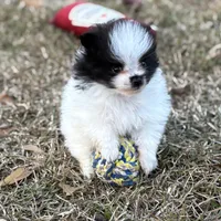 AKC Case, a male Pomeranian for sale in Byron, GA – Photo 6 of 10